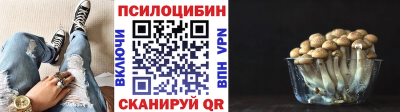 Купить закладки  Суздаль  Псилоцибиновые грибы мицелий 